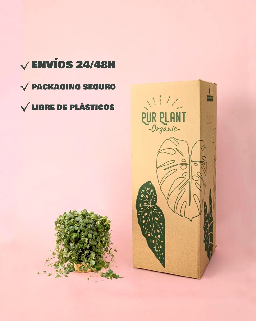 Peperomia-Postrata-packaging