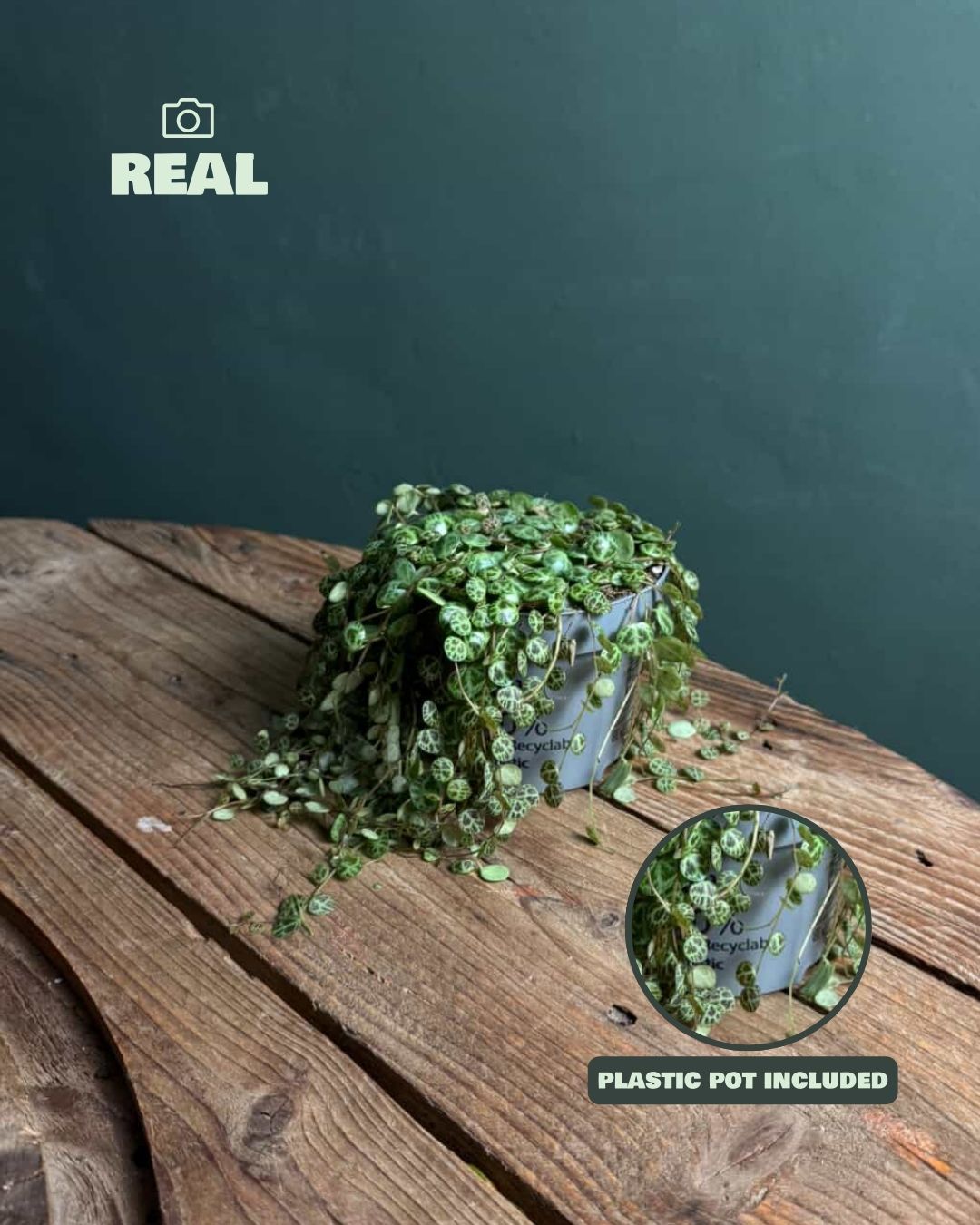 Peperomia-Postrata-real