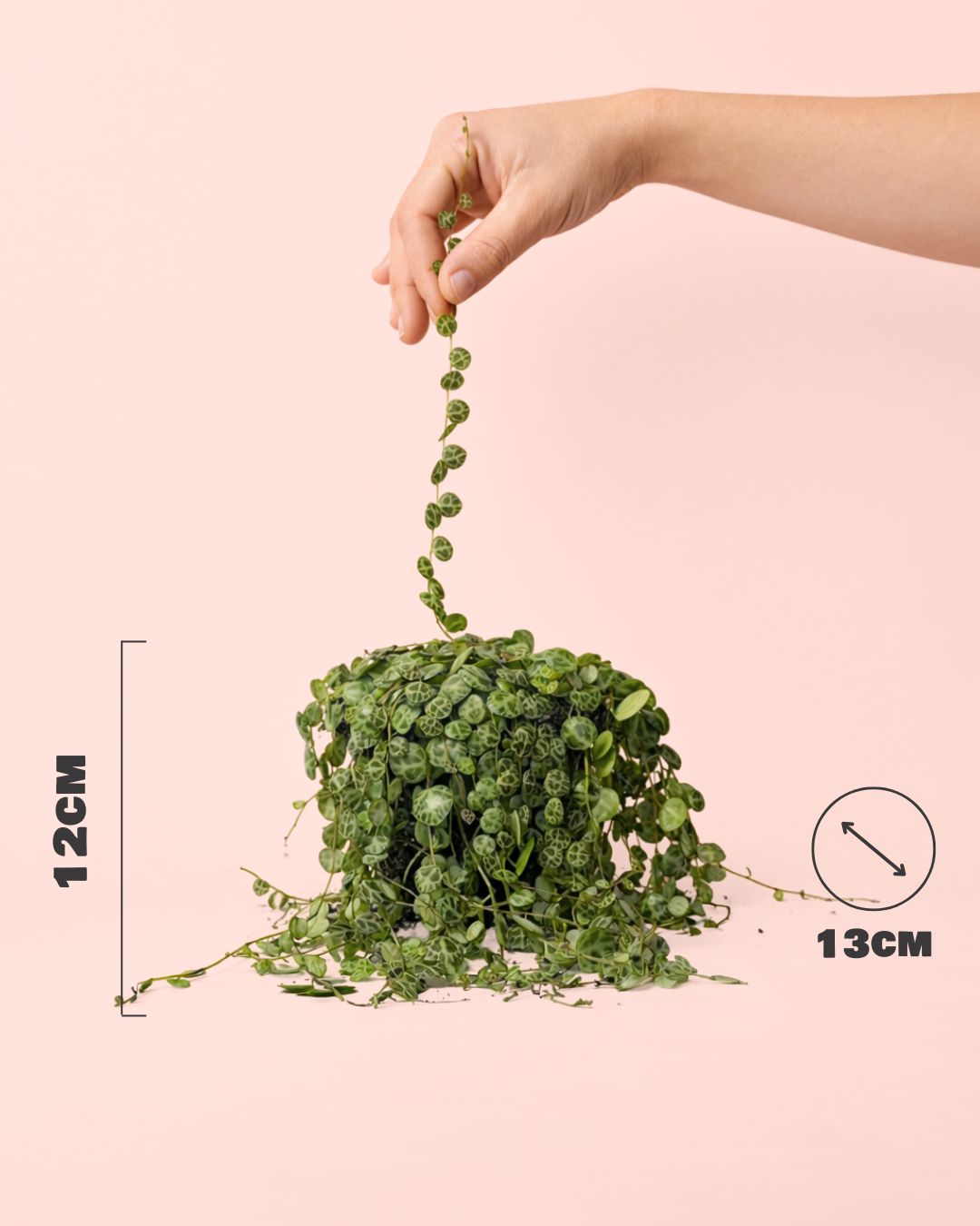 Peperomia-Postrata-size