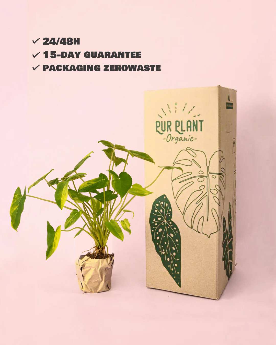 Philodendron Burle Marx Variegado M