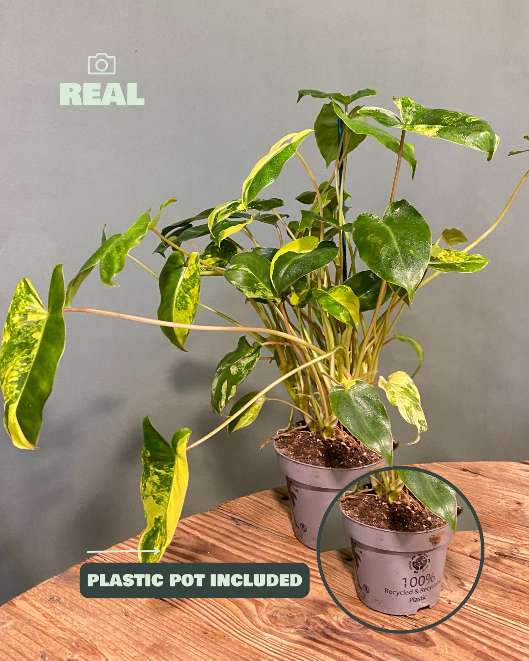 Philodendron Burle Marx Variegado M