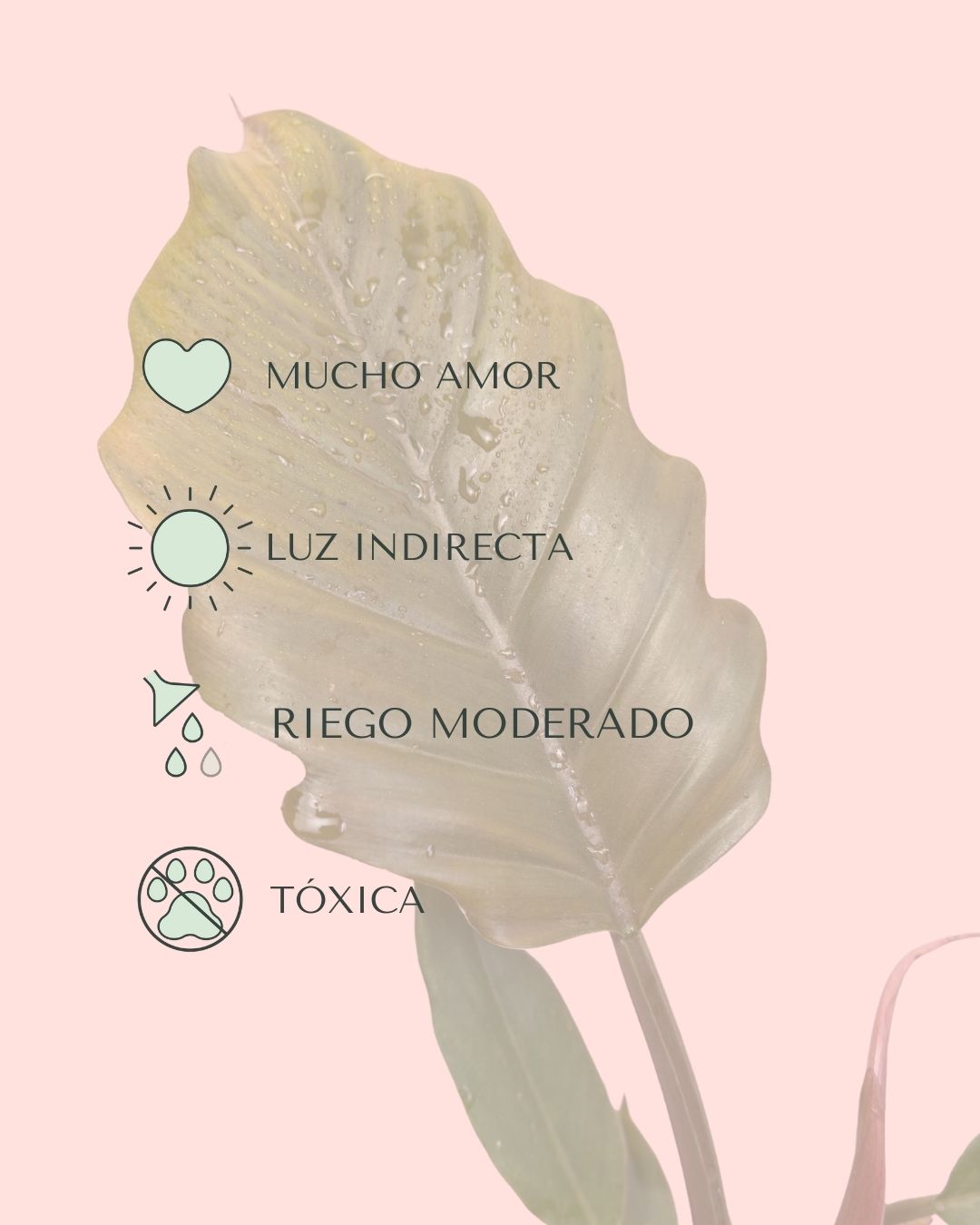 Philodendron choco empress cuidados