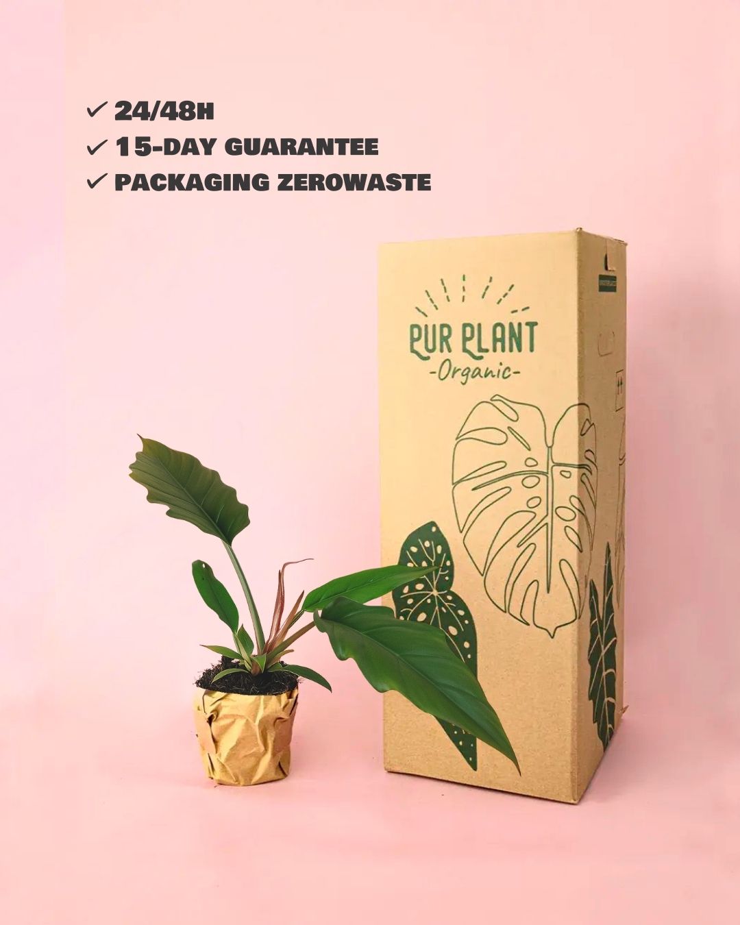 Philodendron choco empress packaging