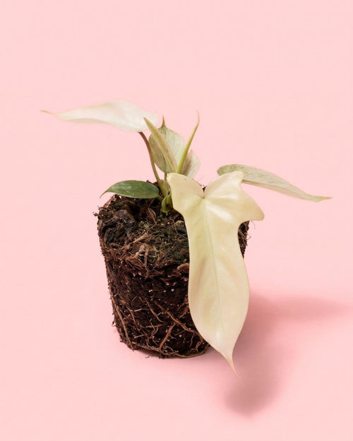 Philodendron Florida Ghost M, planta natural de interior de Pur Plant