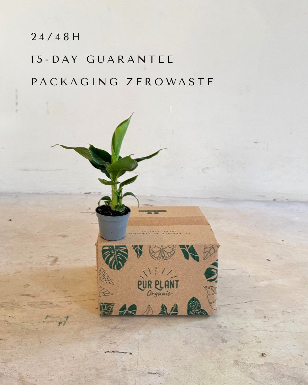 Platanera Musa Mini packaging