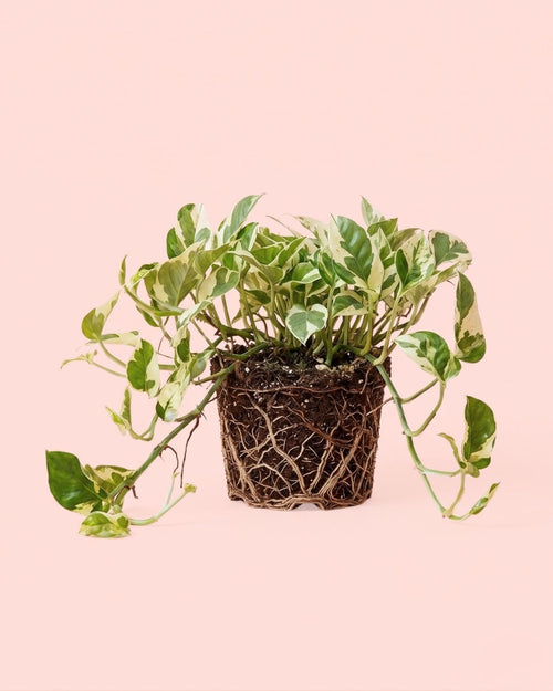 Potho Variegado N´Joy M