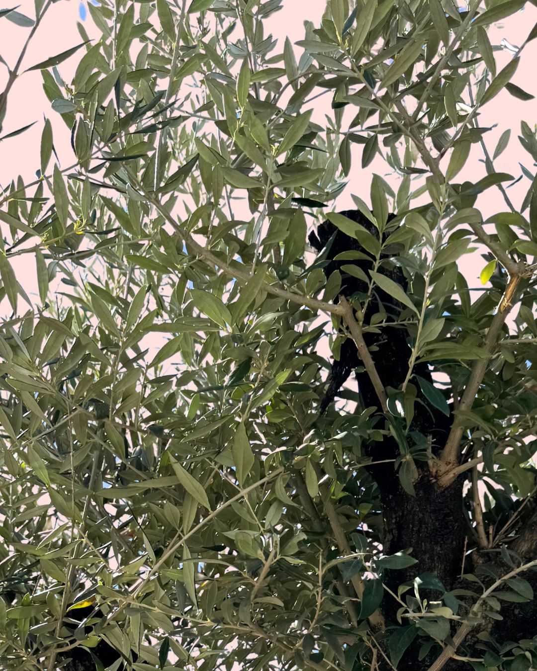 Olivo Árbol Plato - Olea Europaea XXL