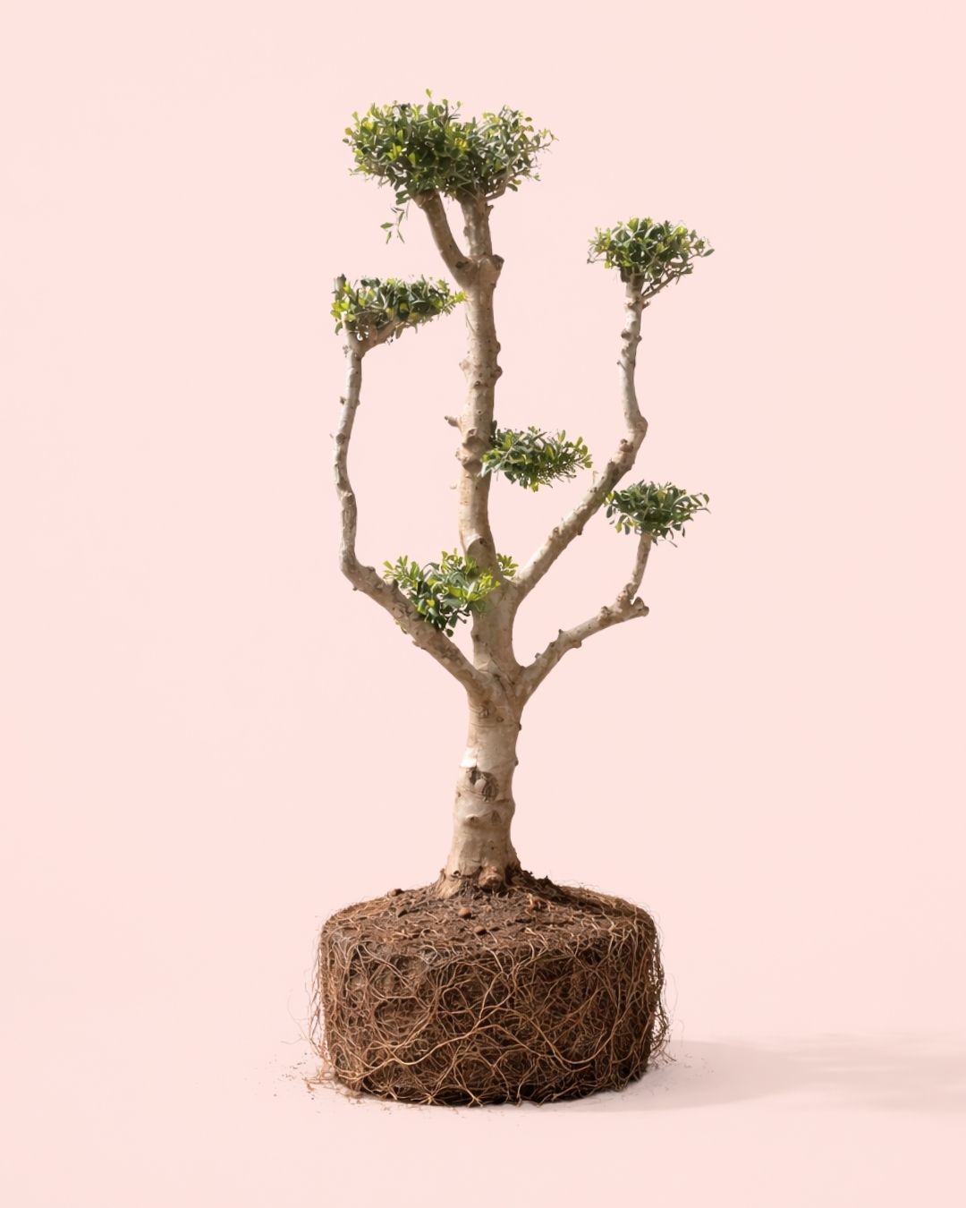 Olivo Árbol Plato - Olea Europaea XXL