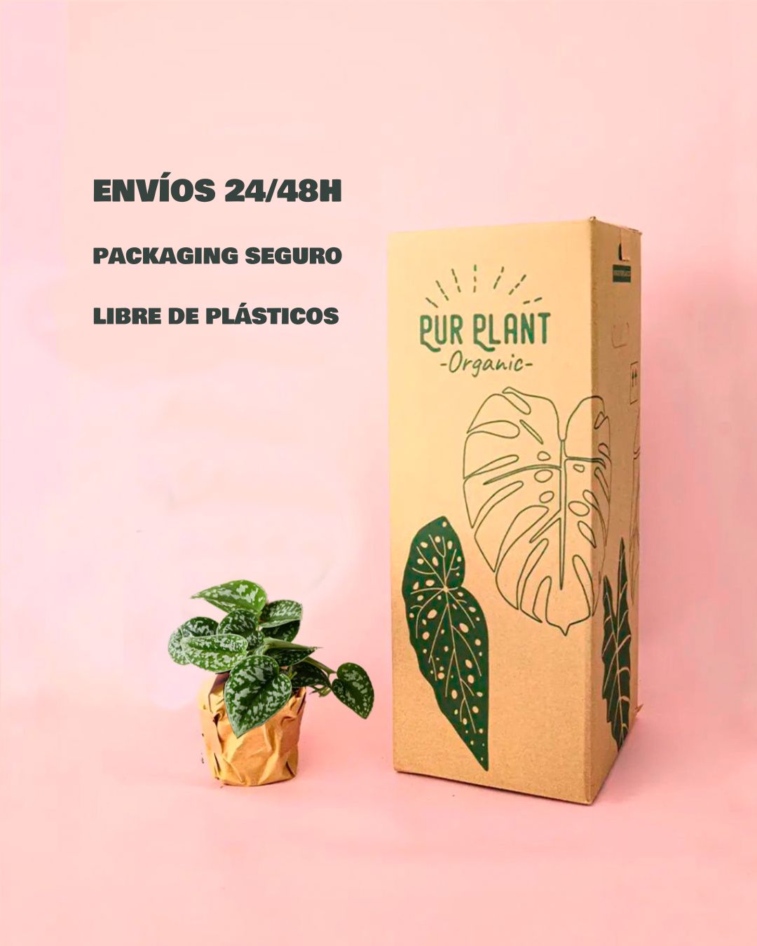 Scindapsus-pictus-M-packaging