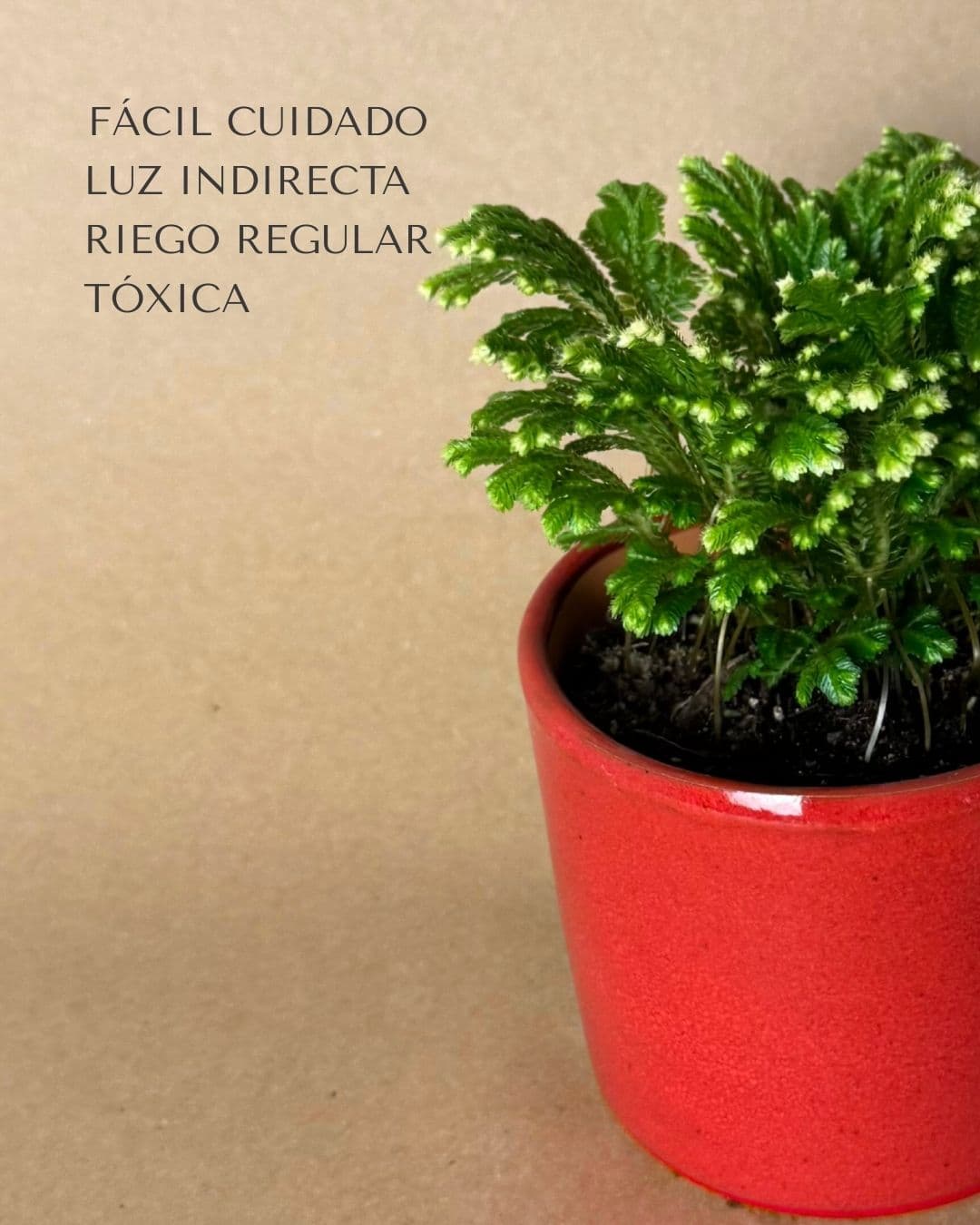 Selaginella Martensii - Helecho de Reno