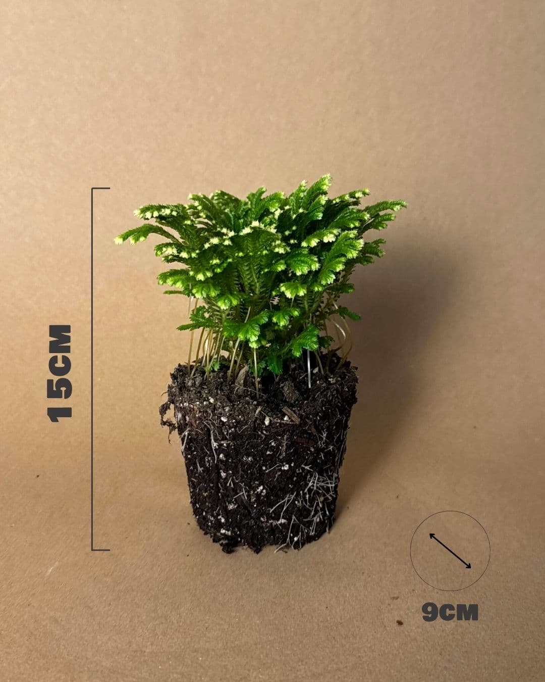 Selaginella Martensii - Helecho de Reno