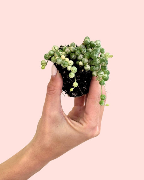 Senecio variegado