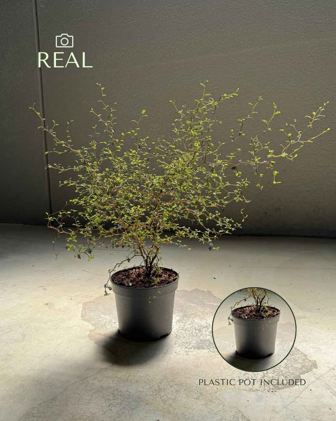 Sophora Prostrata Mini