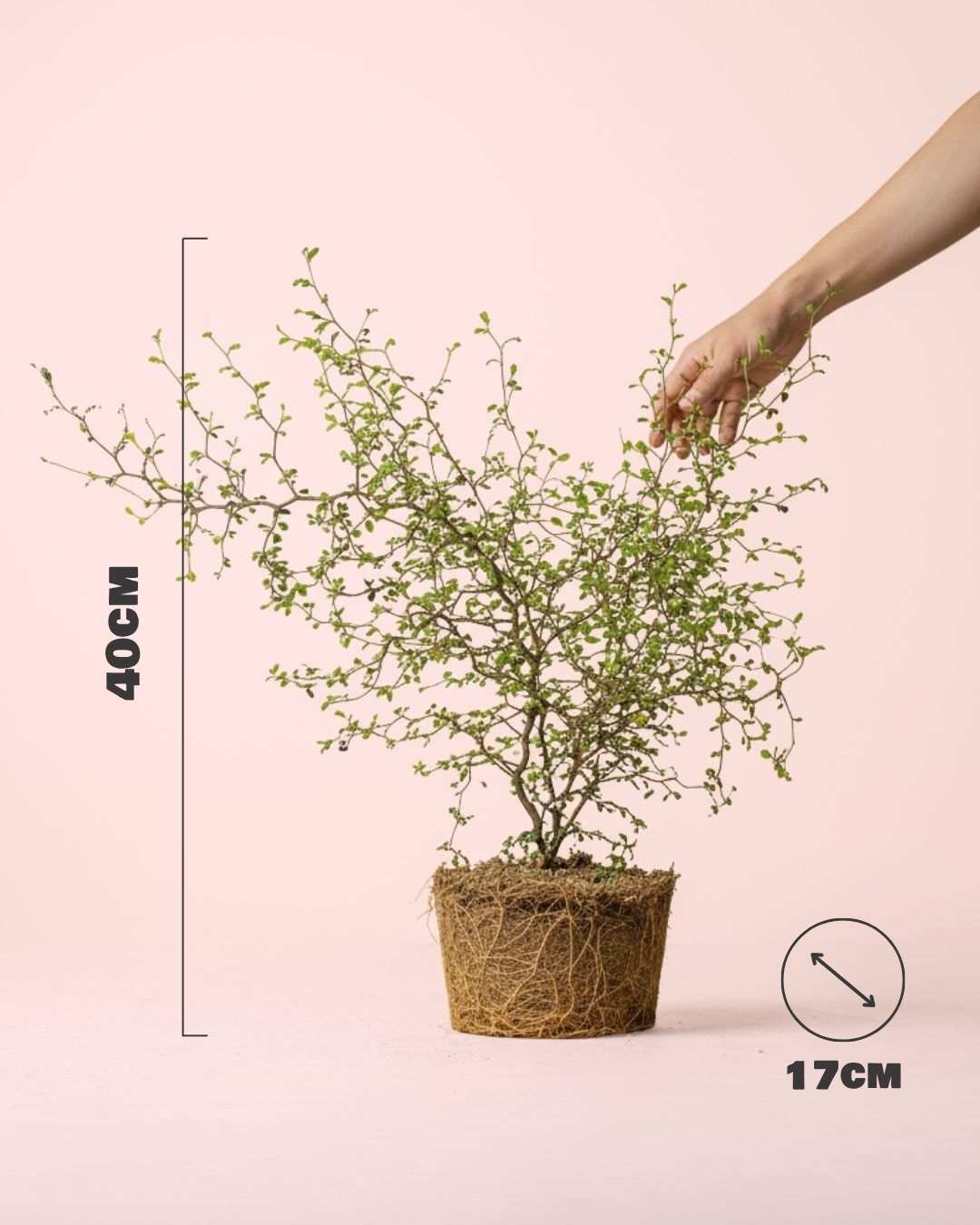 Sophora Prostrata Mini