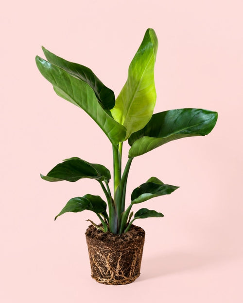 Strelitzia Nicolai L