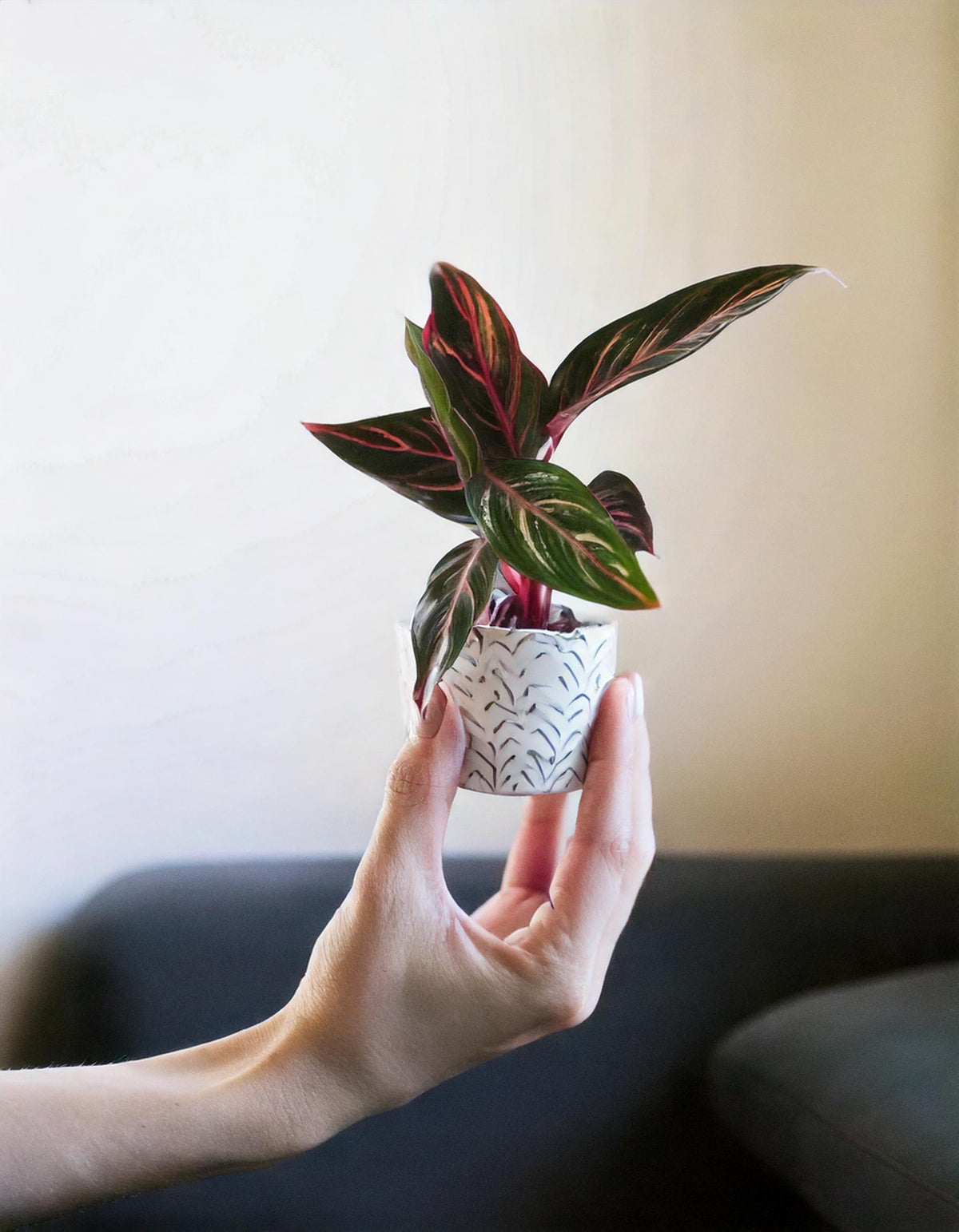 Stromanthe Triostar Mini contexto 1