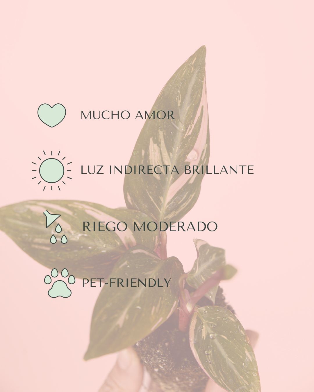 Stromanthe Triostar Mini-cuidados