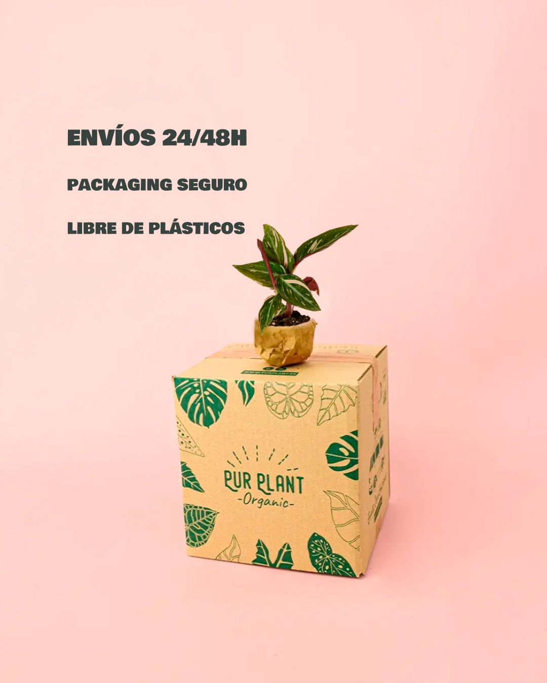 Stromanthe Triostar Mini-packaging