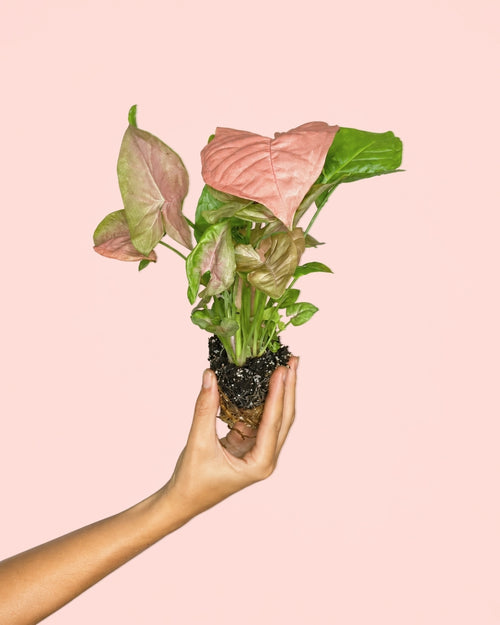 Syngonium Neon Pink mini