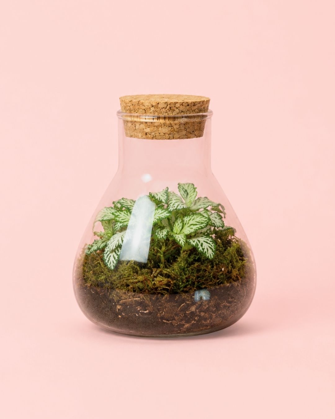 Terrario Fresh – Fittonia Mix Mini