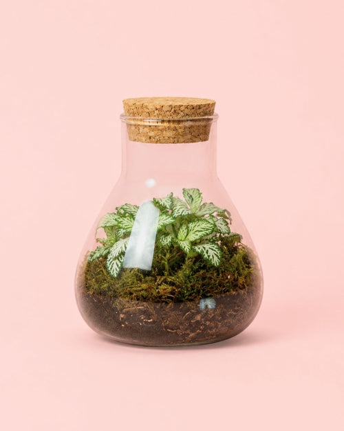 Terrario Fresh – Fittonia Mix Mini