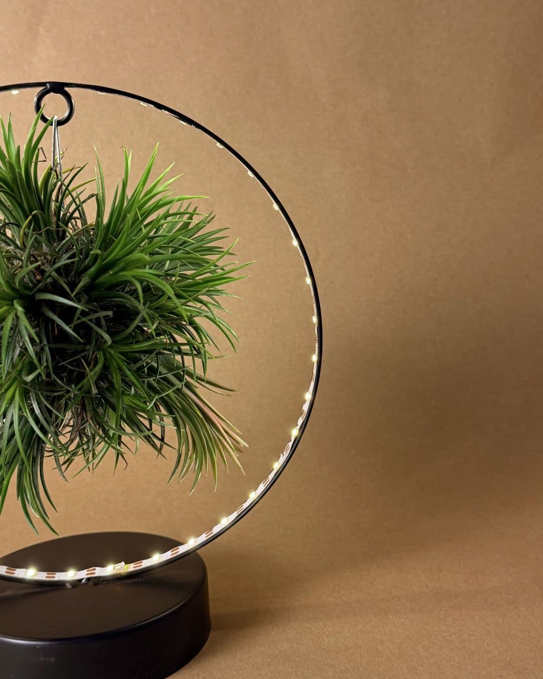 Tillandsia En Círculo De Luz – Negro