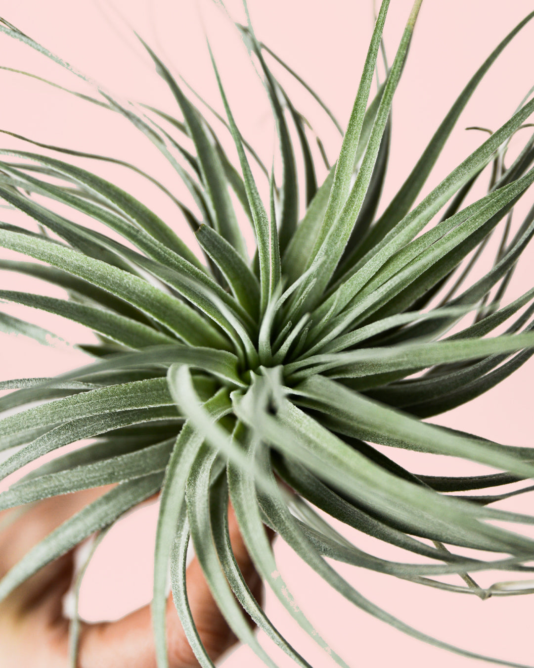 Tillandsia Super Silver
