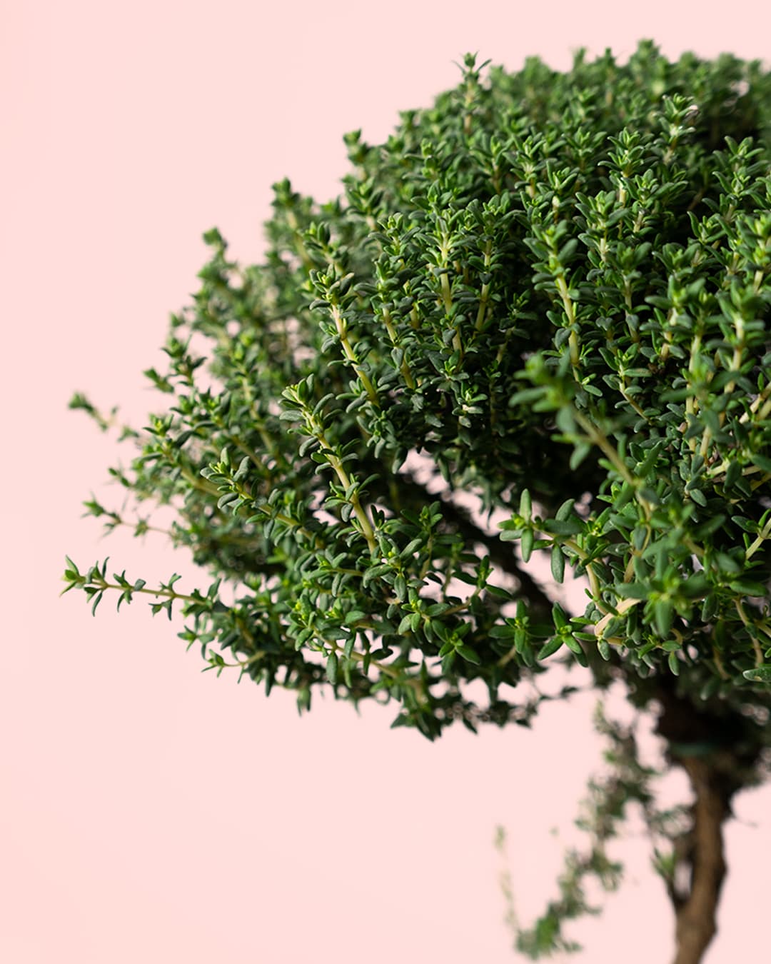 Tomillo thymus vulgaris hojas