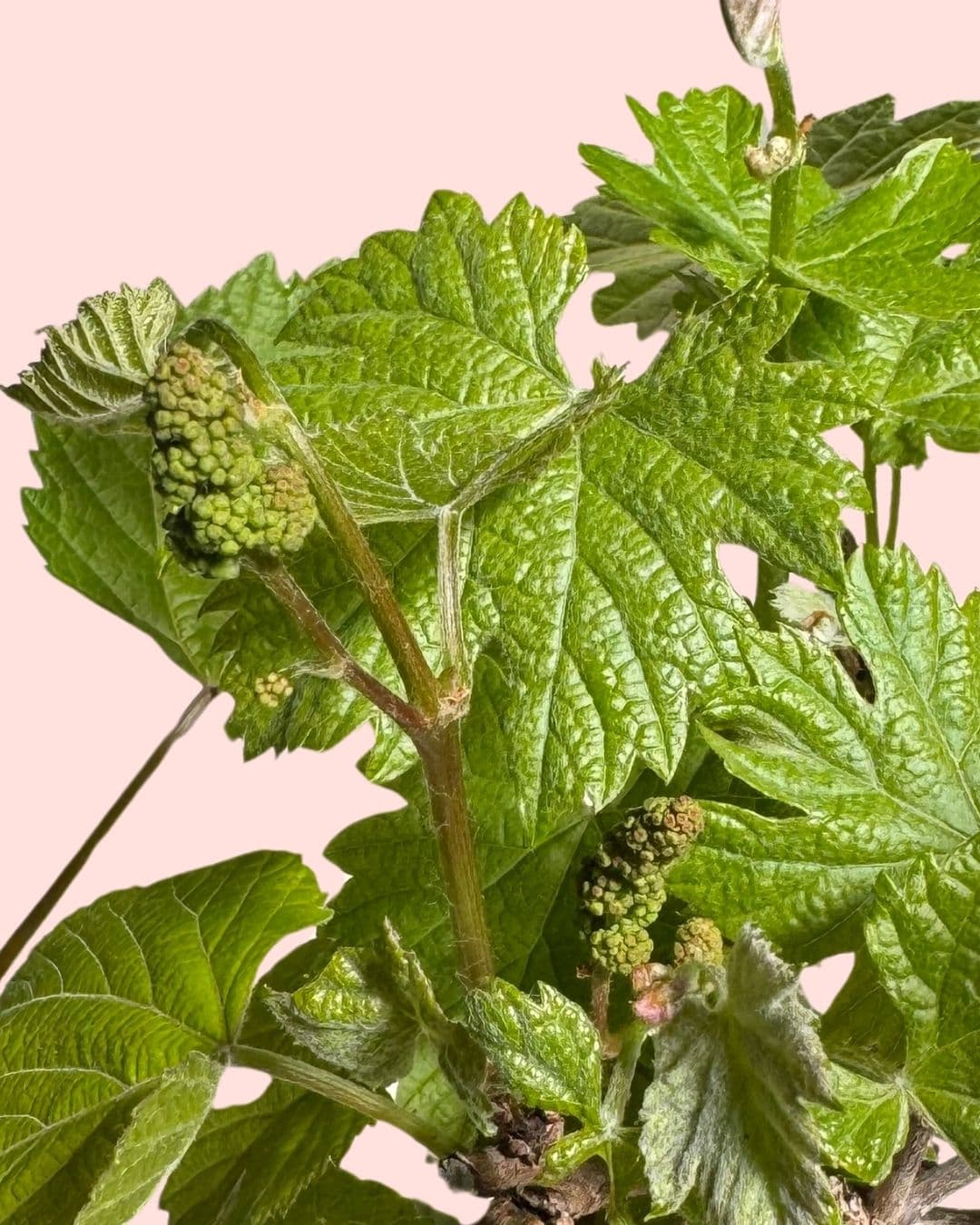 Parra Bonsái - Vitis Vinifera