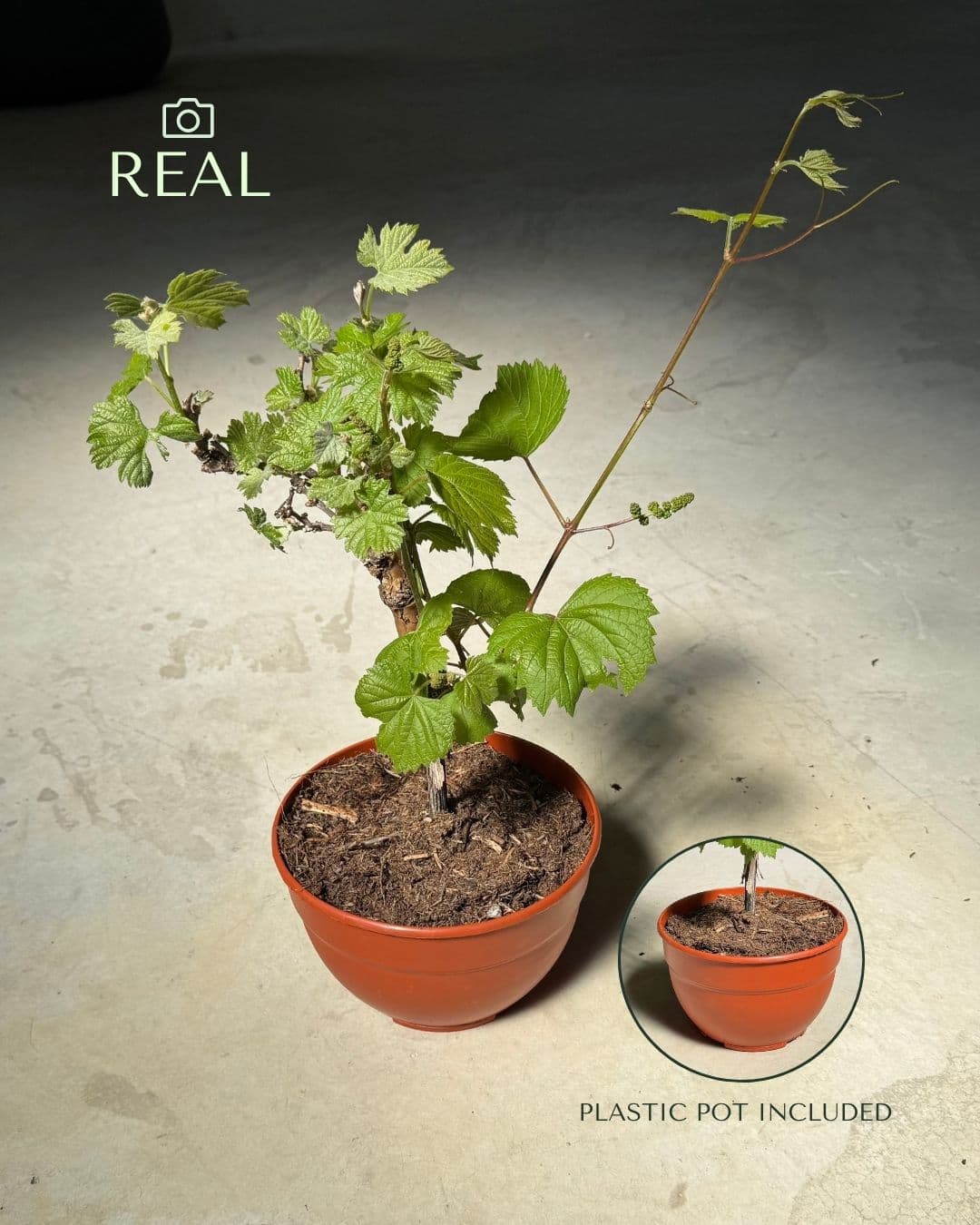 Parra Bonsái - Vitis Vinifera