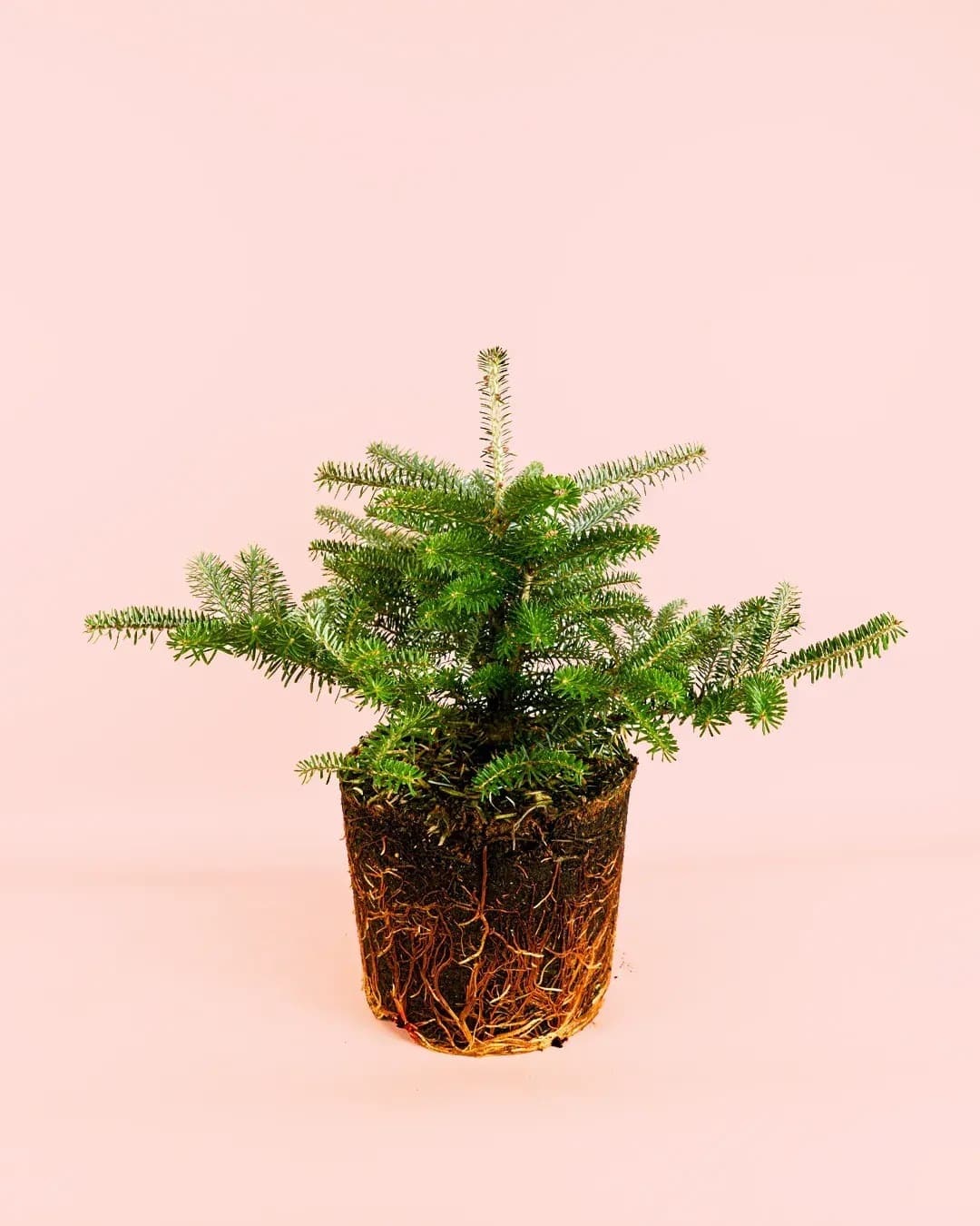 Abies Koreana M - Pur Plant