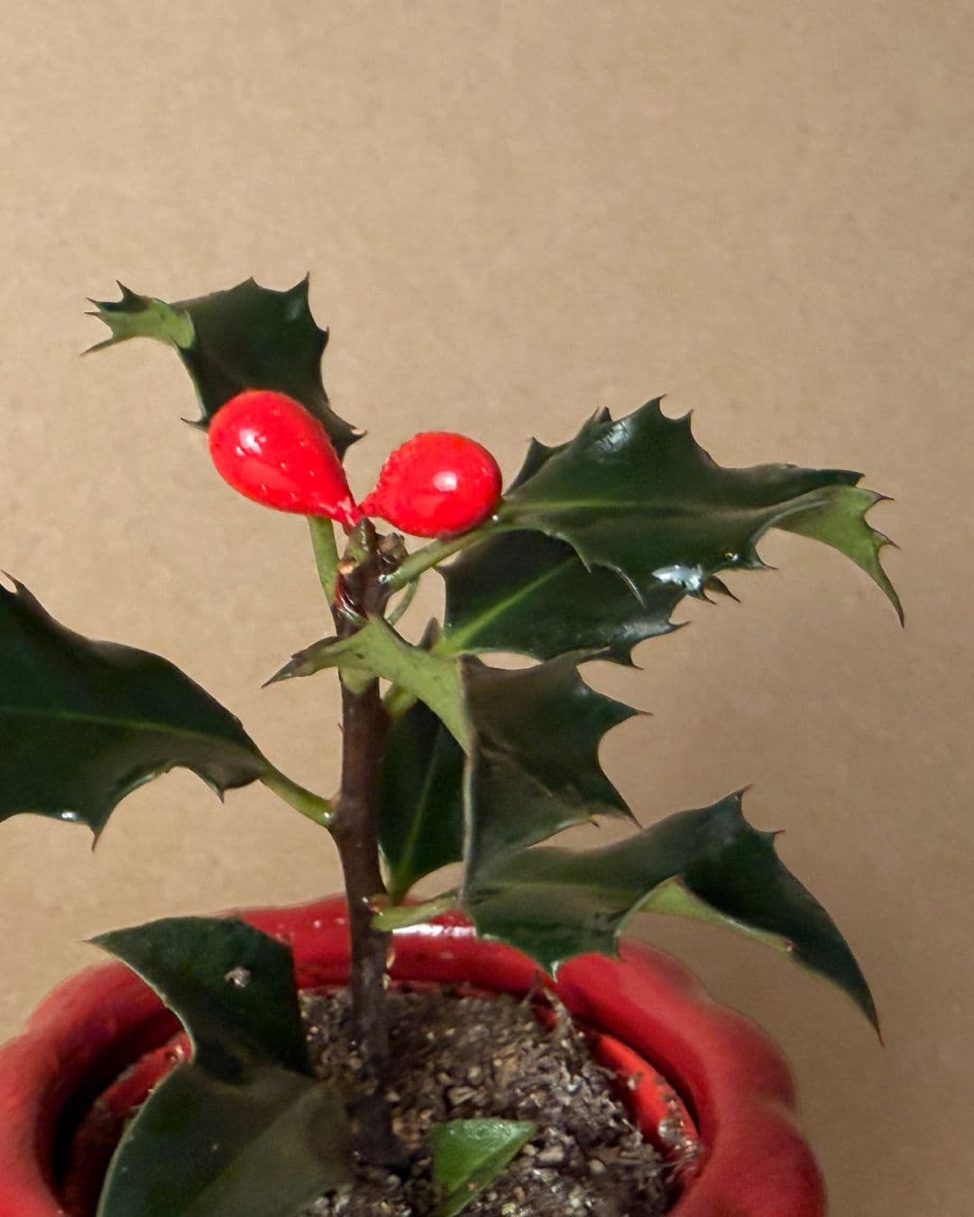 Acebo Mini - Pur Plant