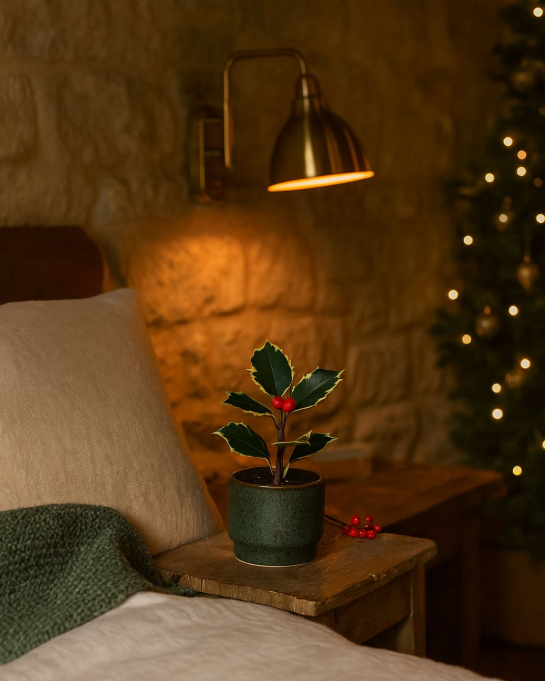 acebo variegado mini contexto