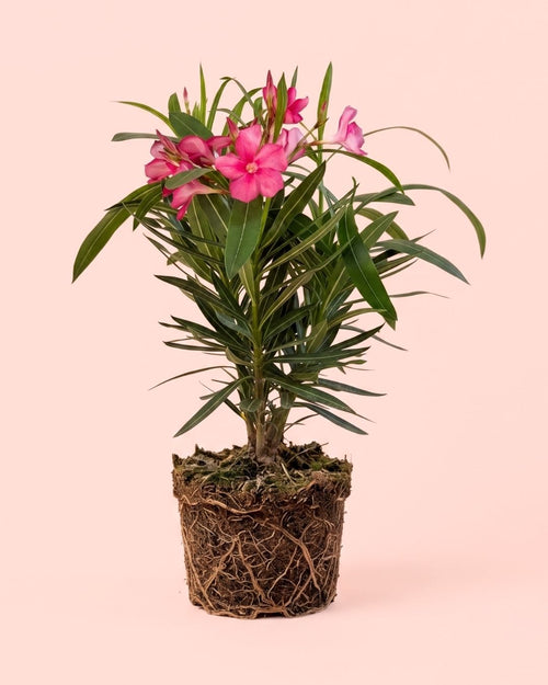 Adelfa - Nerium Oleander Mix M