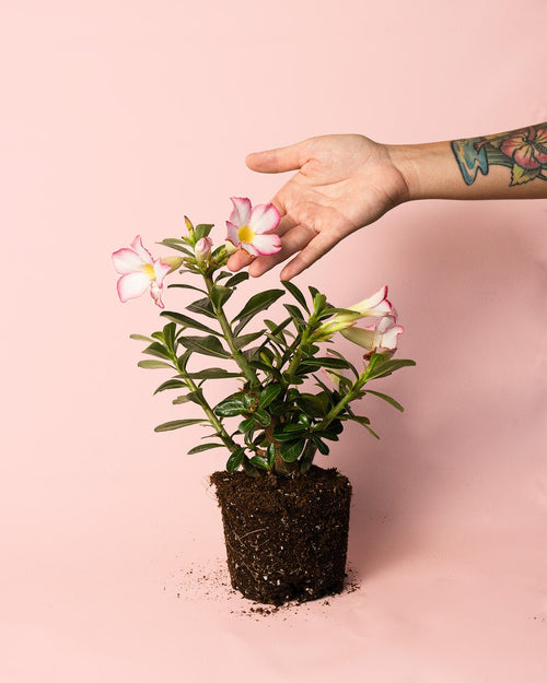 Adenium Obesum M - Pur Plant