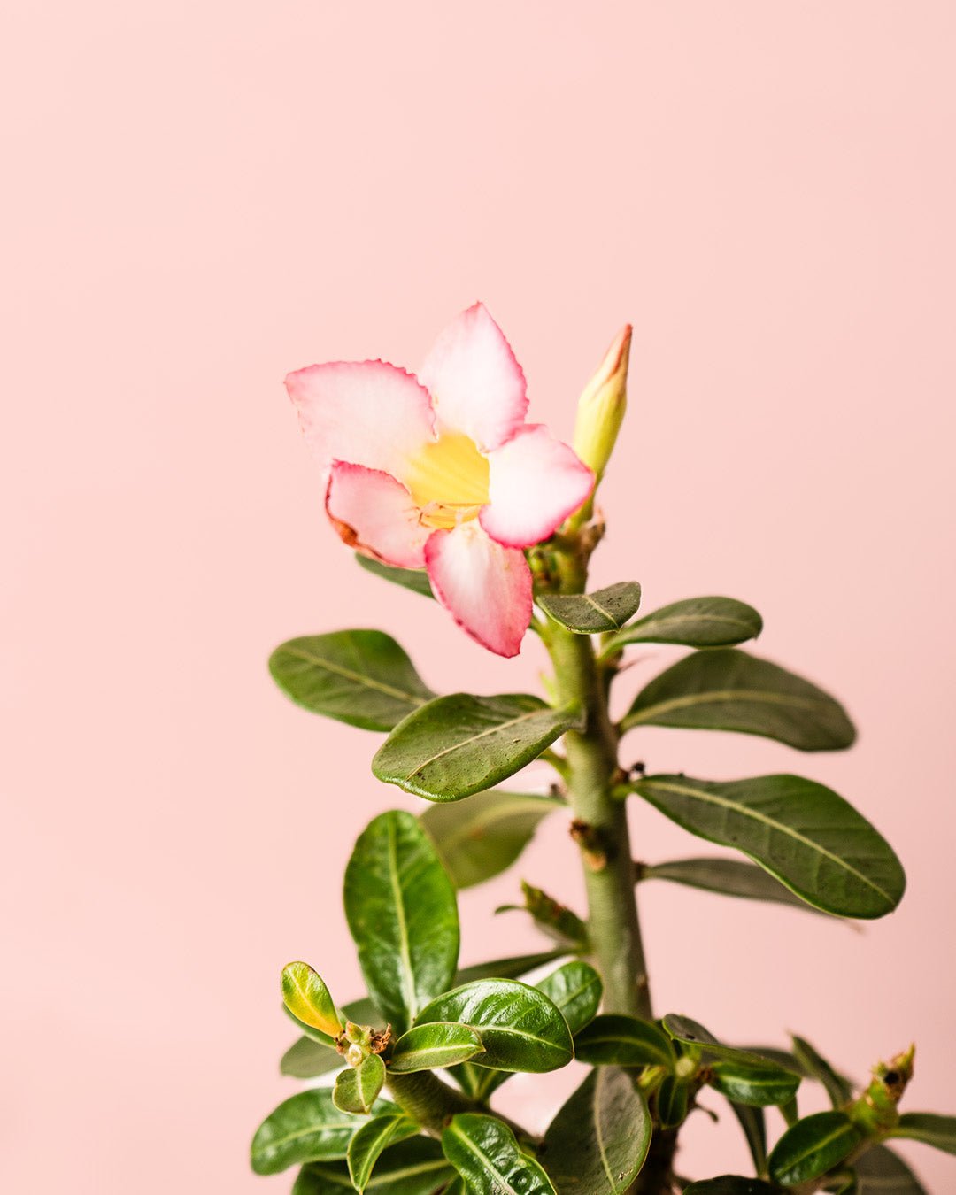 Adenium Obesum Mini - Pur Plant