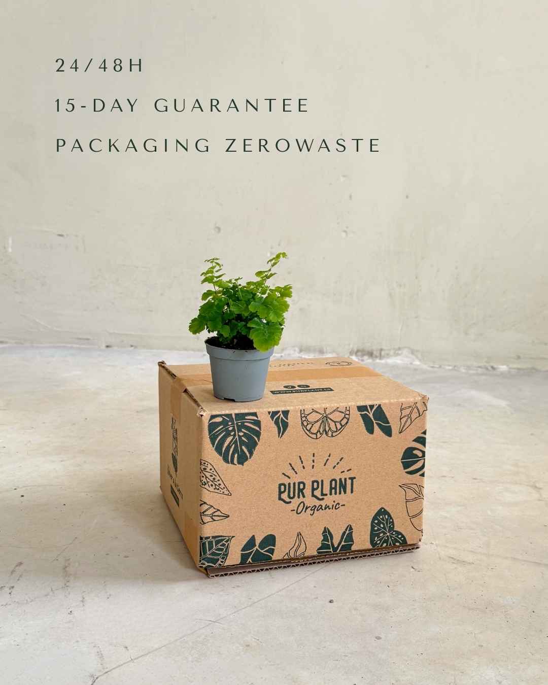 adiantum-raddianum-mini-packaging