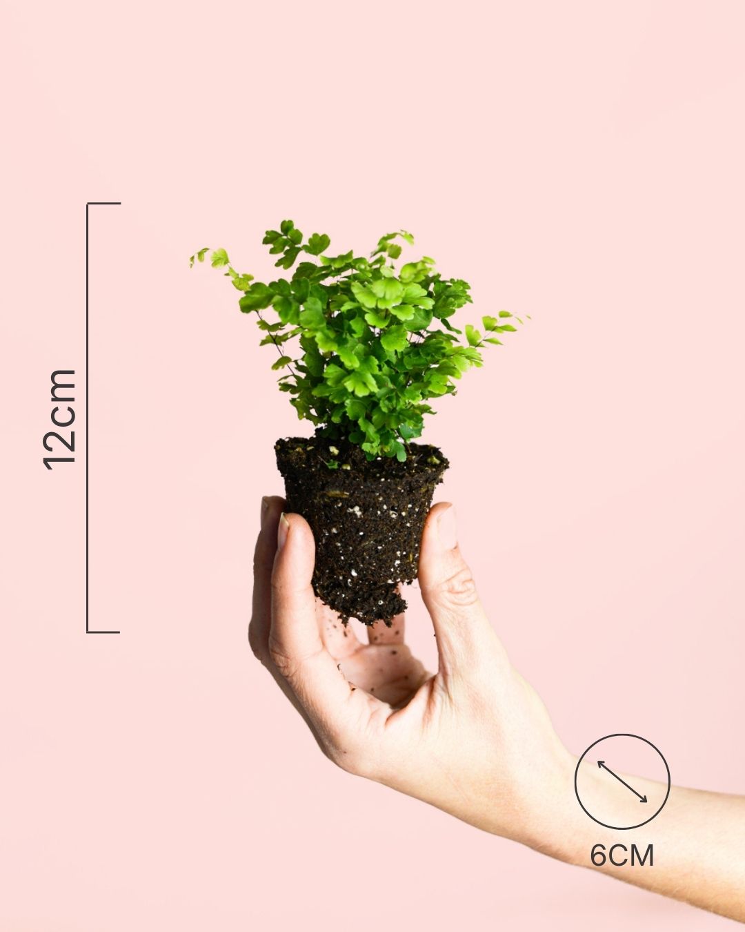 adiantum-raddianum-mini-size