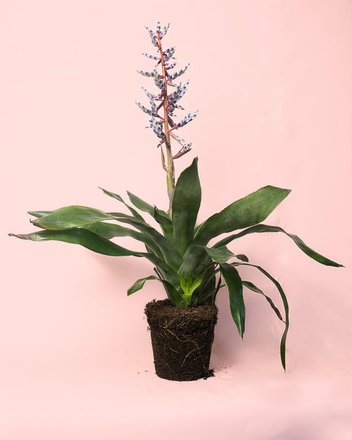 Aechmea Blue Rain M - Pur Plant
