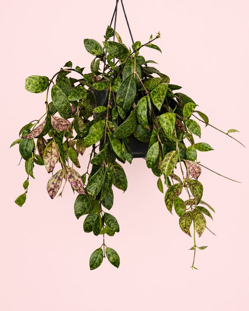 Aeschinantus Marmoratus – Planta Marmolada M - Pur Plant