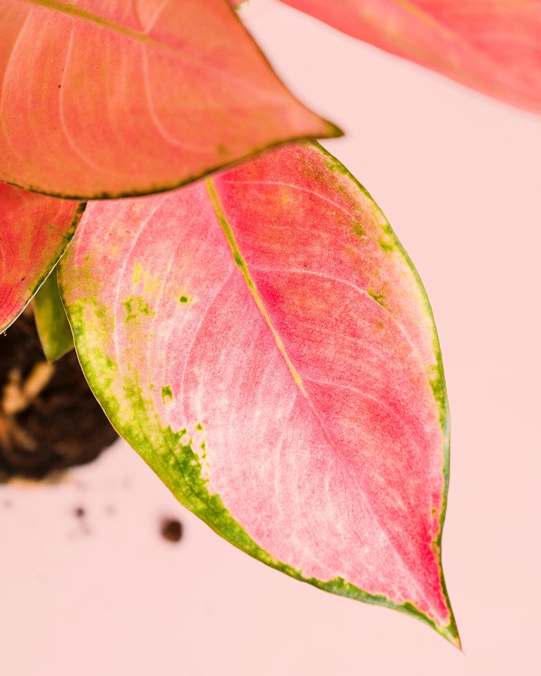 Aglaonema Flamingo M - Pur Plant