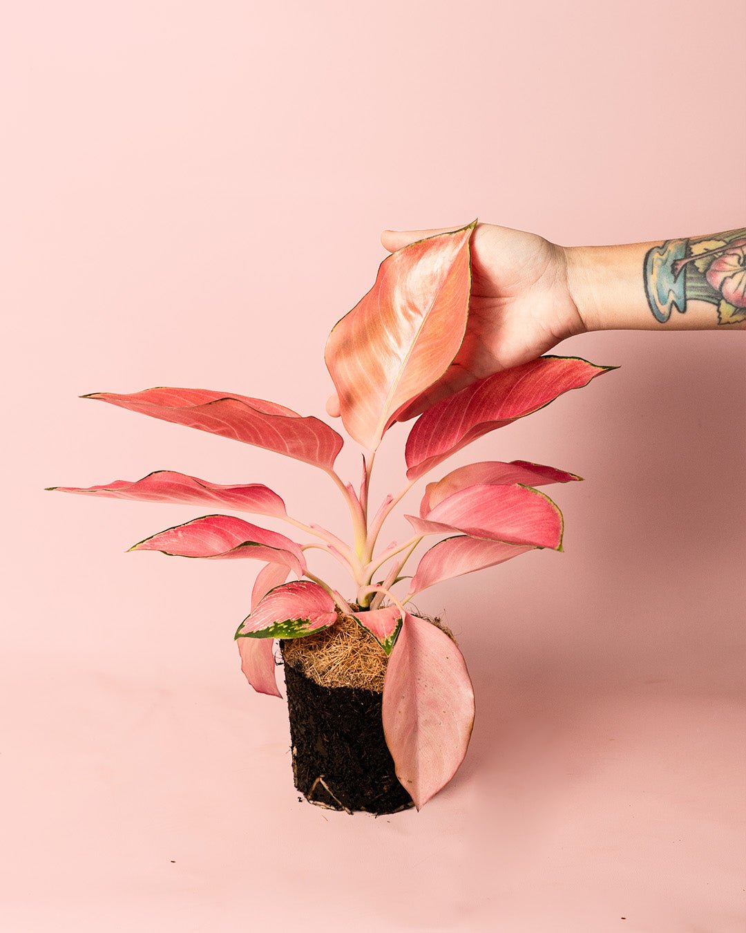 Aglaonema Flamingo M - Pur Plant