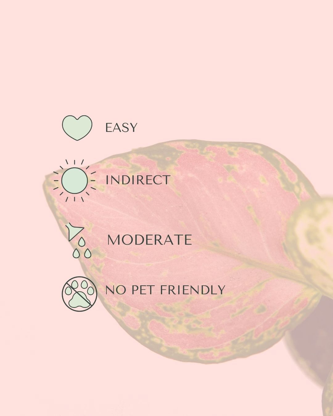 aglaonema-mini-baby-care