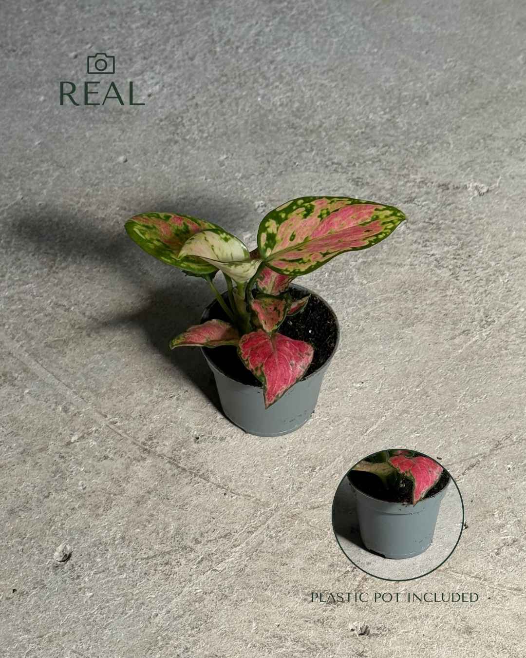 aglaonema-mini-baby-real