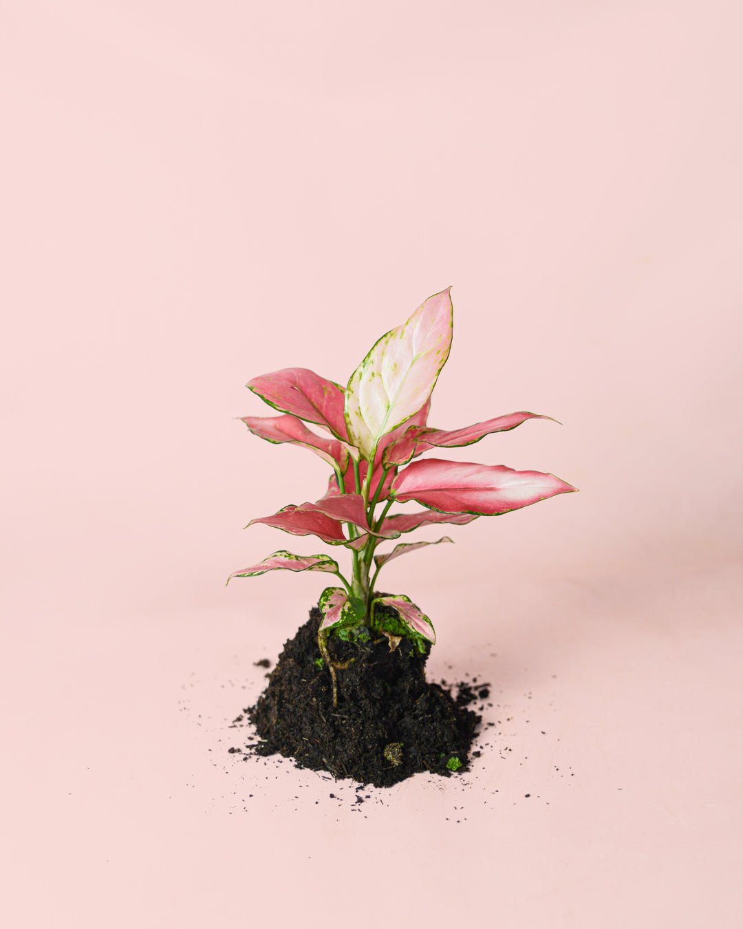 Aglaonema Pink M - Pur Plant