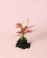 Aglaonema Pink M