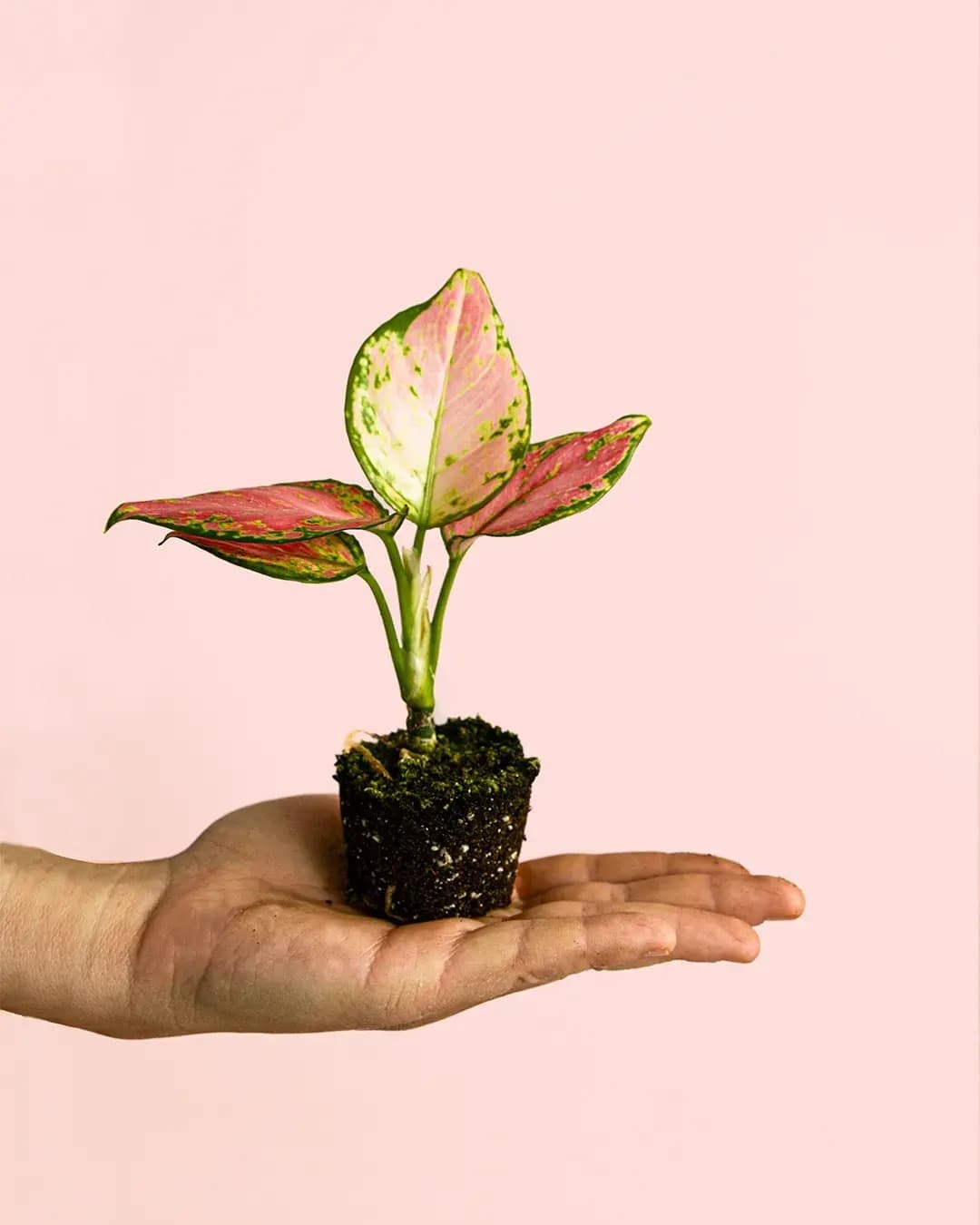 Aglaonema Pink Mini - Pur Plant