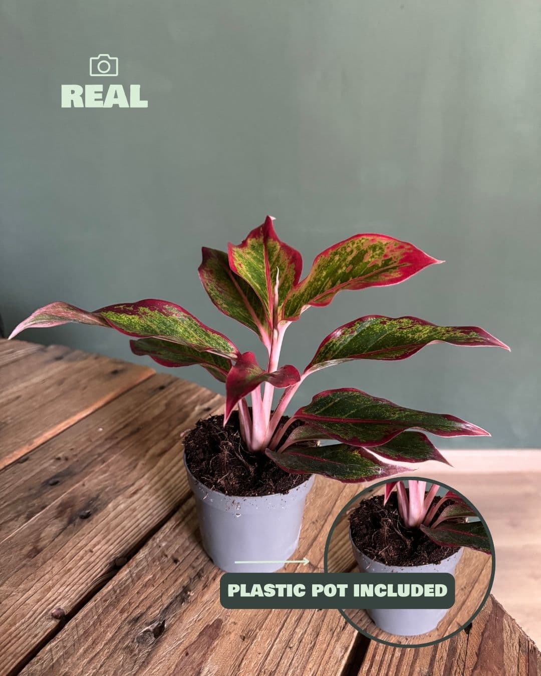 Aglaonema Red Fire M - Pur Plant