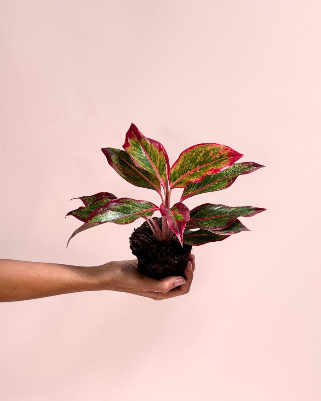 planta aglaonema es de interior o exterior Aglaonema Red Fire