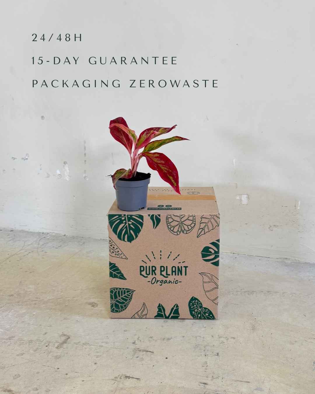 Aglaonema Red Fire Mini - Pur Plant